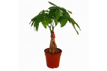 Pachira (Money Tree) in 6" Nursery Pot